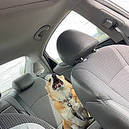 Ellie Mae is registered to the contest to win money with this photo: dog, corgi, car_interior, seat, backseat, window, seatbelt, leash, pet, animal, canine, happy, tongue_out, vehicle, travel, road_trip, light, daylight, person_partial, clothing
