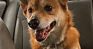 Ellie Mae is registered to the contest to win money with this photo: dog, corgi, pet, car_interior, backseat, leash, happy, ears, fur, animal, mammal, tongue, collar, seat, window, daylight, vehicle, canine, smiling, cute
