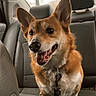 dog, corgi, pet, car_interior, backseat, leash, happy, ears, fur, animal, mammal, tongue, collar, seat, window, daylight, vehicle, canine, smiling, cute