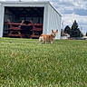 dog, corgi, grass, outdoor, shed, picnic_table, sky, cloud, animal, pet, greenery, yard, rural, nature, canine, summer, daylight, small_dog, fence, backyard