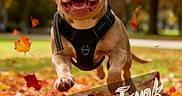 Tank is registered to the contest to win money with this photo: dog, pit_bull, pet, outdoor, autumn, fall, leaves, park, running, jumping, harness, portrait, happy, smiling, open_mouth, animal, brown_dog, nature, seasonal, text_overlay