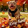 dog, pit_bull, pet, outdoor, autumn, fall, leaves, park, running, jumping, harness, portrait, happy, smiling, open_mouth, animal, brown_dog, nature, seasonal, text_overlay