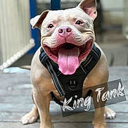 Tank is registered to the contest to win money with this photo: dog, bulldog, pit_bull, pet, animal, portrait, sitting, smiling, happy, tongue, open_mouth, harness, collar, short_hair, floppy_ears, indoor, wood_floor, blurred_background, front_view, text_overlay