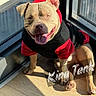 dog, pit_bull, pet, portrait, sitting, happy, smiling, tongue_out, red_clothing, black_clothing, costume, window, indoor, sunlight, hardwood_floor, home, cute, animal, collar, text_overlay