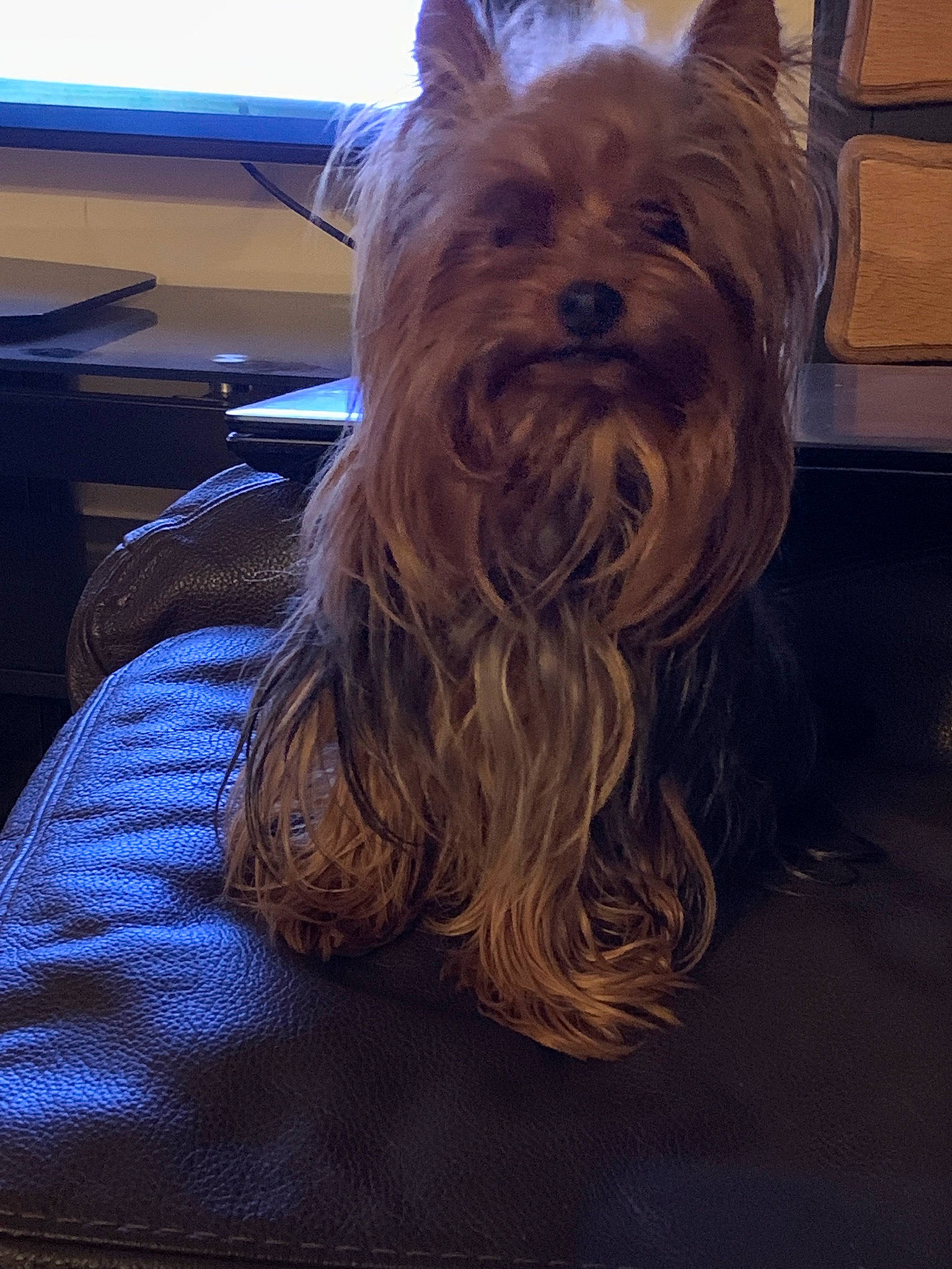 Newsun Of Sun Moon participe au concours pour gagner de l'argent avec cette photo : australian_silky_terrier, australian_terrier, biewer_terrier, cairn_terrier, canidae, carnivore, companion_dog, dog, dog_breed, fawn, glen_of_imaal_terrier, mammal, rare_breed_dog, small_terrier, snout, terrier, toy_dog, vertebrate, yorkshire_terrier