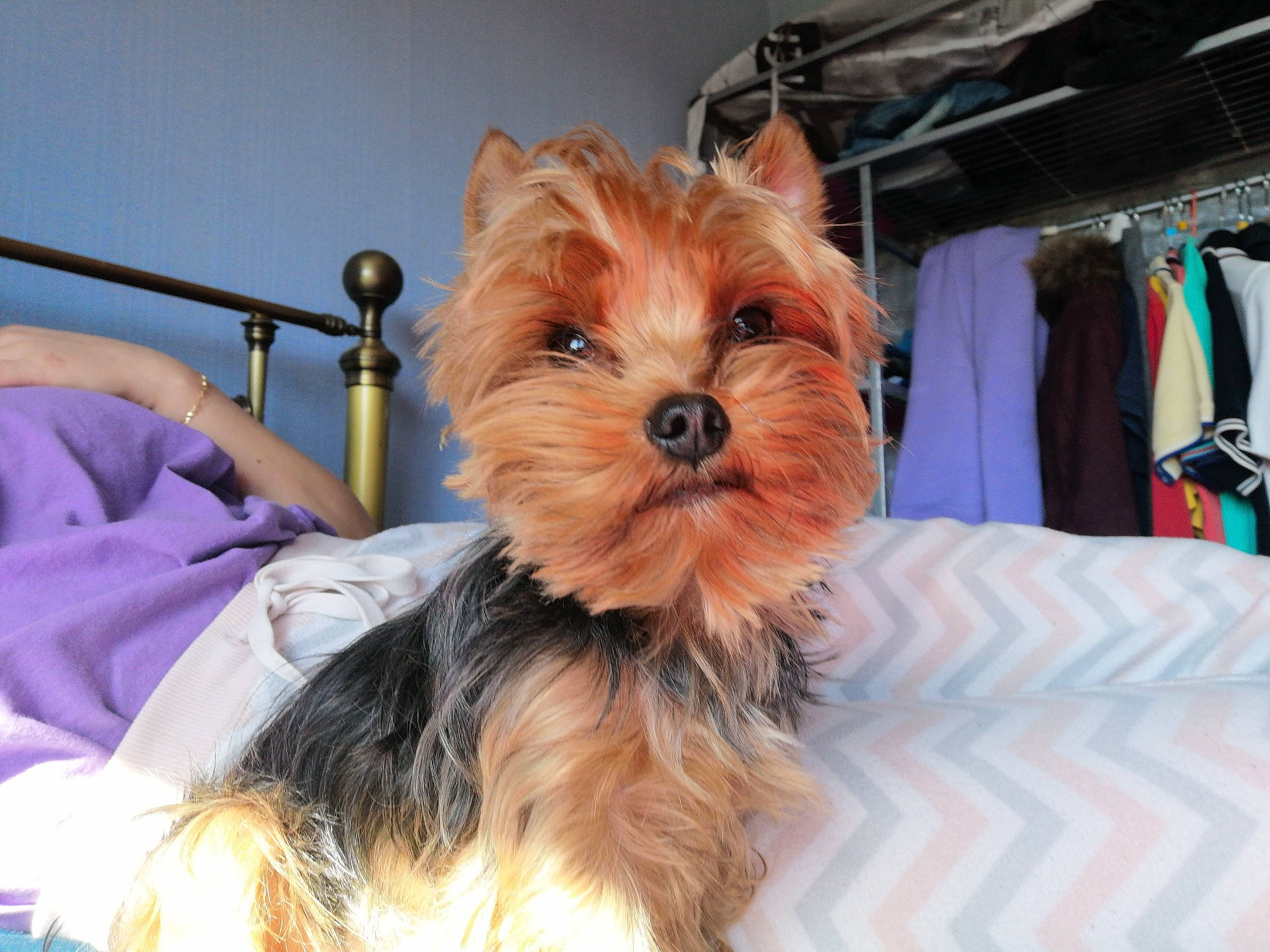 Newsun Of Sun Moon a rejoint le concours — aidez-le/la à gagner de superbes lots ! australian_silky_terrier, australian_terrier, biewer_terrier, cairn_terrier, canidae, carnivore, companion_dog, dog, dog_breed, mammal, morkie, norwich_terrier, puppy, rare_breed_dog, small_terrier, snout, terrier, toy_dog, vertebrate, yorkshire_terrier