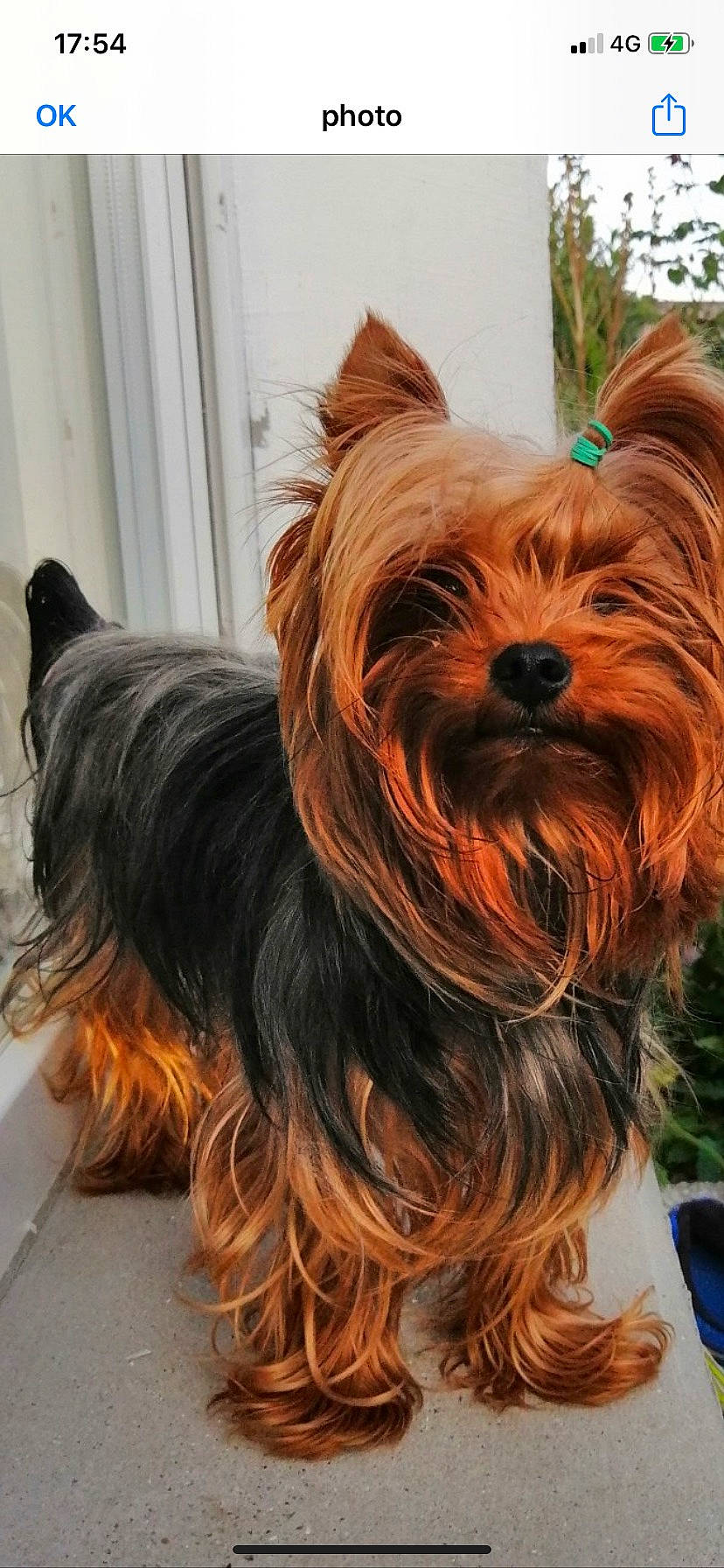 Newsun Of Sun Moon a rejoint le concours — aidez-le/la à gagner de superbes lots ! australian_silky_terrier, australian_terrier, biewer_terrier, canidae, caramel_color, carnivore, companion_dog, dog, dog_breed, fawn, liver, mammal, rare_breed_dog, small_terrier, terrier, toy_dog, vertebrate, yorkshire_terrier