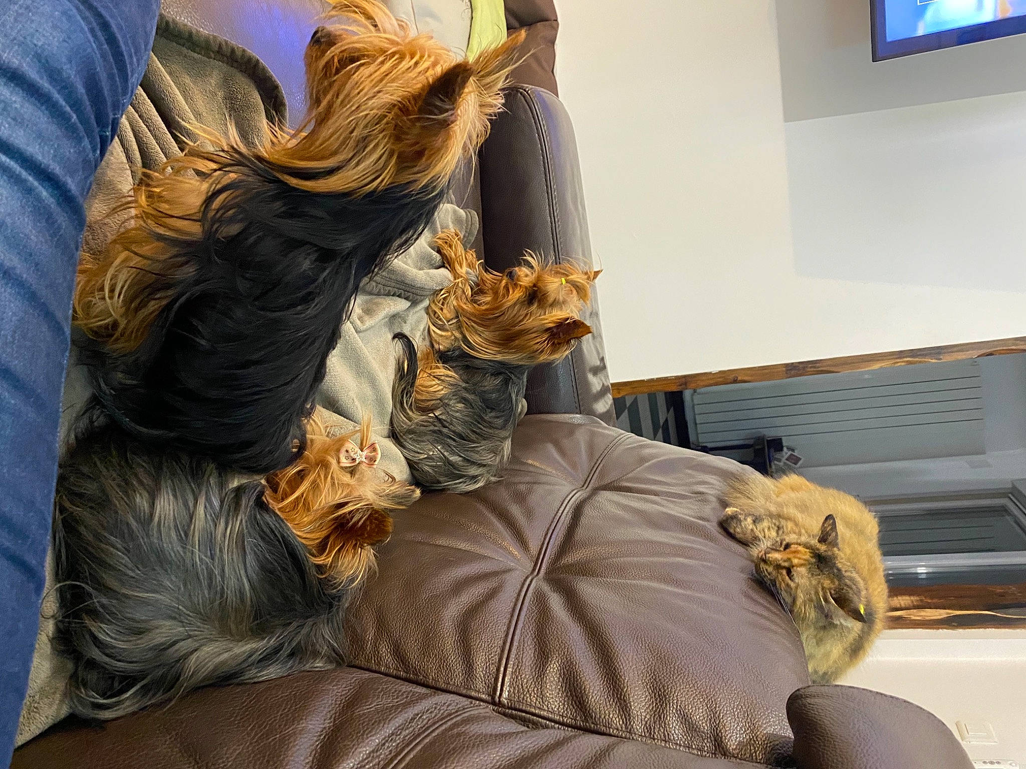 Minette a rejoint le concours — aidez-le/la à gagner de superbes lots ! australian_silky_terrier, australian_terrier, canidae, carnivore, cat, companion_dog, dog, dog_breed, ear, felidae, fur, furniture, sitting, small_terrier, terrier, toy_dog, yorkshire_terrier