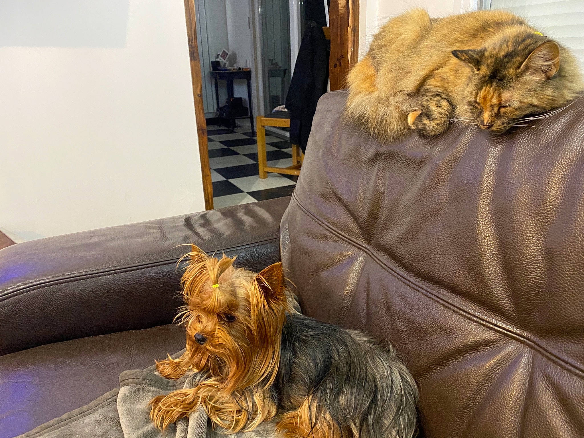 Minette participe au concours pour gagner de l'argent avec cette photo : australian_silky_terrier, australian_terrier, cairn_terrier, canidae, carnivore, cat, companion_dog, dog, dog_breed, felidae, fur, mammal, morkie, small_terrier, sporting_group, terrier, toy_dog, vertebrate, whiskers, yorkshire_terrier