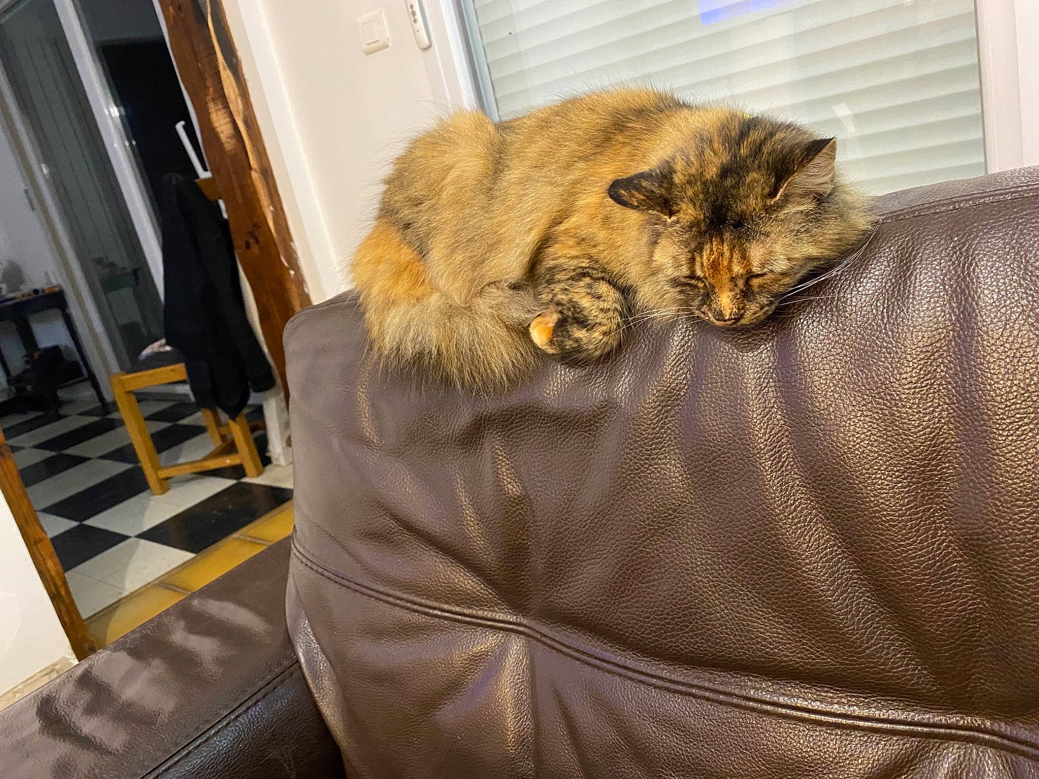 Minette participe au concours pour gagner de l'argent avec cette photo : carnivore, cat, domestic_long_haired_cat, fawn, felidae, fur, norwegian_forest_cat, small_to_medium_sized_cats, snout, whiskers