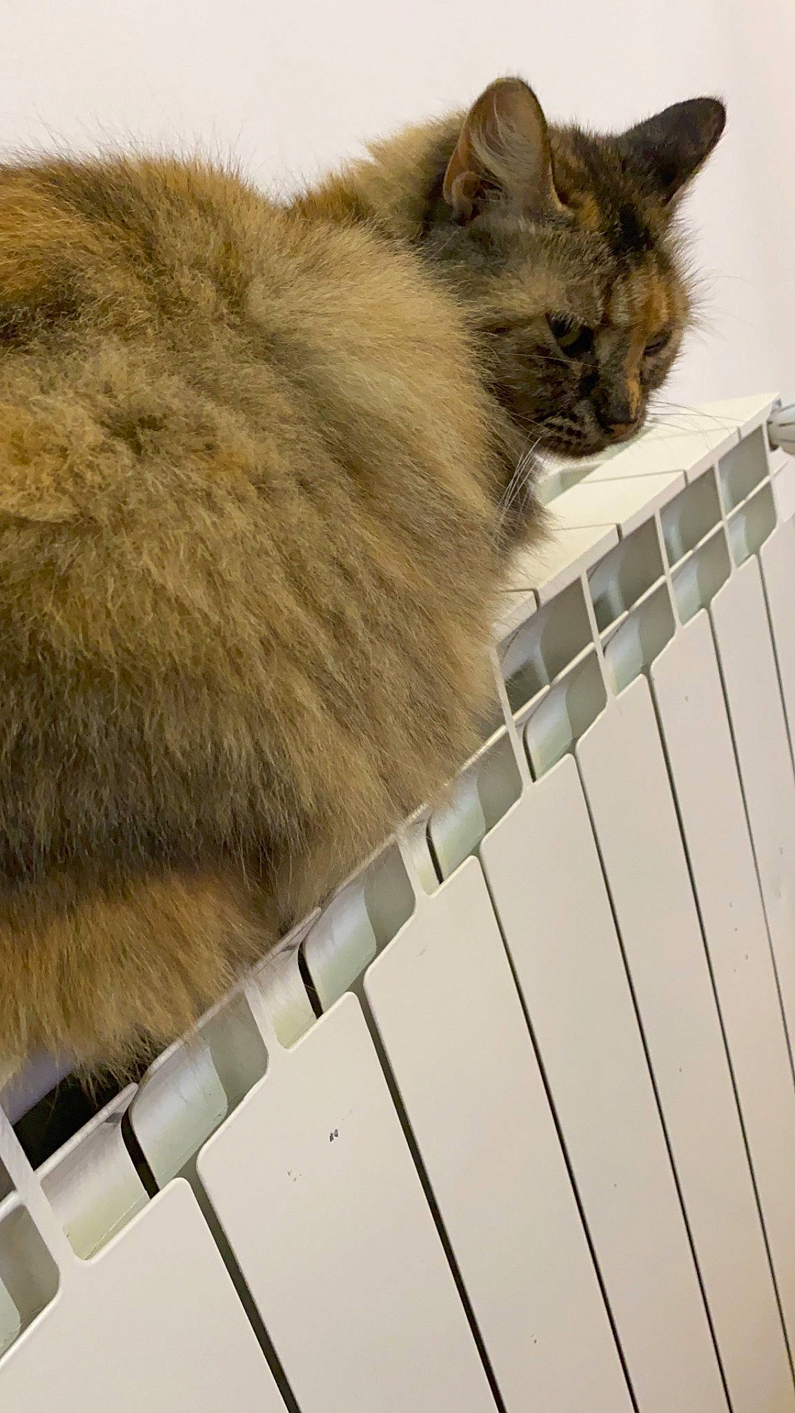 Minette a rejoint le concours — aidez-le/la à gagner de superbes lots ! british_semi_longhair, carnivore, cat, domestic_long_haired_cat, domestic_short_haired_cat, fawn, felidae, fur, maine_coon, mammal, nebelung, norwegian_forest_cat, persian, polydactyl_cat, ragamuffin, small_to_medium_sized_cats, somali, tail, whiskers