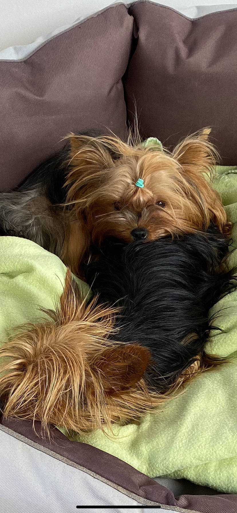 Noisette participe au concours pour gagner de l'argent avec cette photo : australian_silky_terrier, australian_terrier, biewer_terrier, cairn_terrier, canidae, carnivore, companion_dog, dog, dog_breed, liver, mammal, puppy, rare_breed_dog, small_terrier, sporting_group, terrier, toy_dog, vertebrate, yorkipoo, yorkshire_terrier