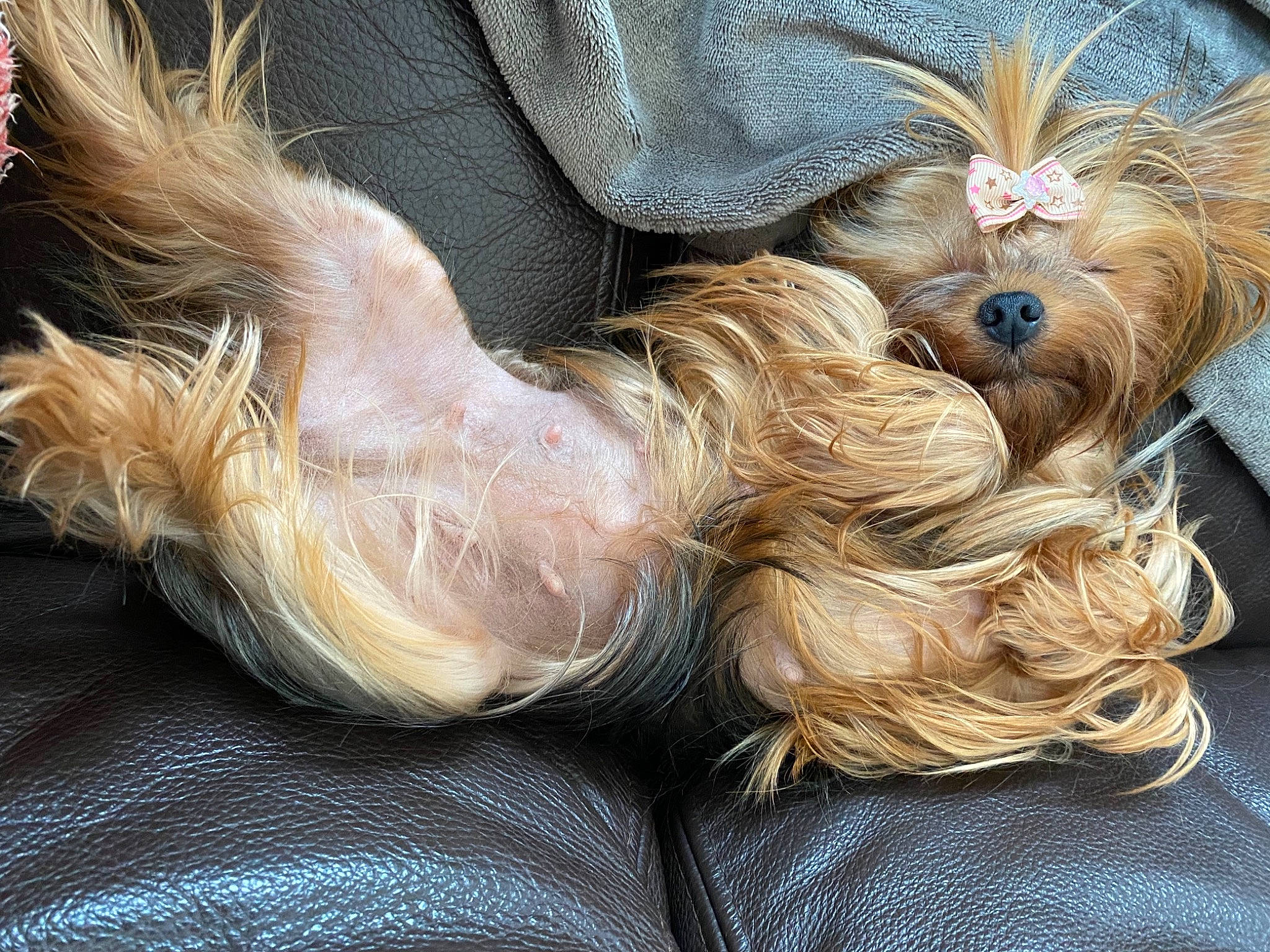 Noisette participe au concours pour gagner de l'argent avec cette photo : australian_silky_terrier, biewer_terrier, canidae, carnivore, chinese_imperial_dog, companion_dog, dog, dog_breed, fawn, fur, morkie, puppy, shih_tzu, small_terrier, terrier, toy_dog, yorkshire_terrier