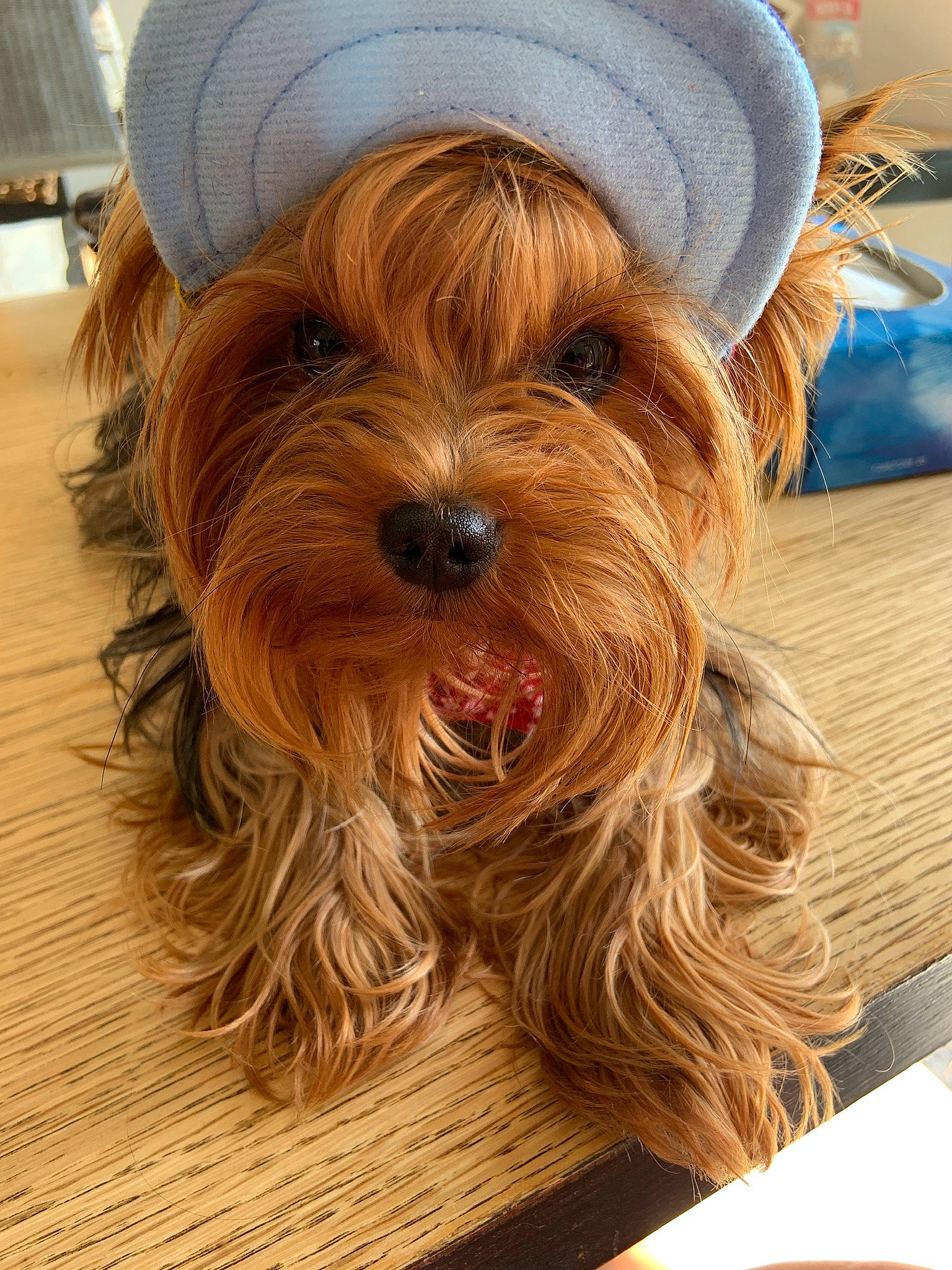 Newsun Of Sun Moo a rejoint le concours — aidez-le/la à gagner de superbes lots ! australian_silky_terrier, biewer_terrier, canidae, carnivore, companion_dog, dog, dog_breed, ear, liver, mammal, puppy, rare_breed_dog, small_terrier, snout, terrier, toy_dog, yorkshire_terrier
