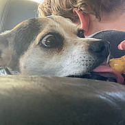 Snickers joined the competition — help win amazing prizes! dog, tongue, hand, treat, person, nails, red_nails, close_up, animal, pet, car_seat, interior, fur, mouth, face, ear, nose, licking, human, background