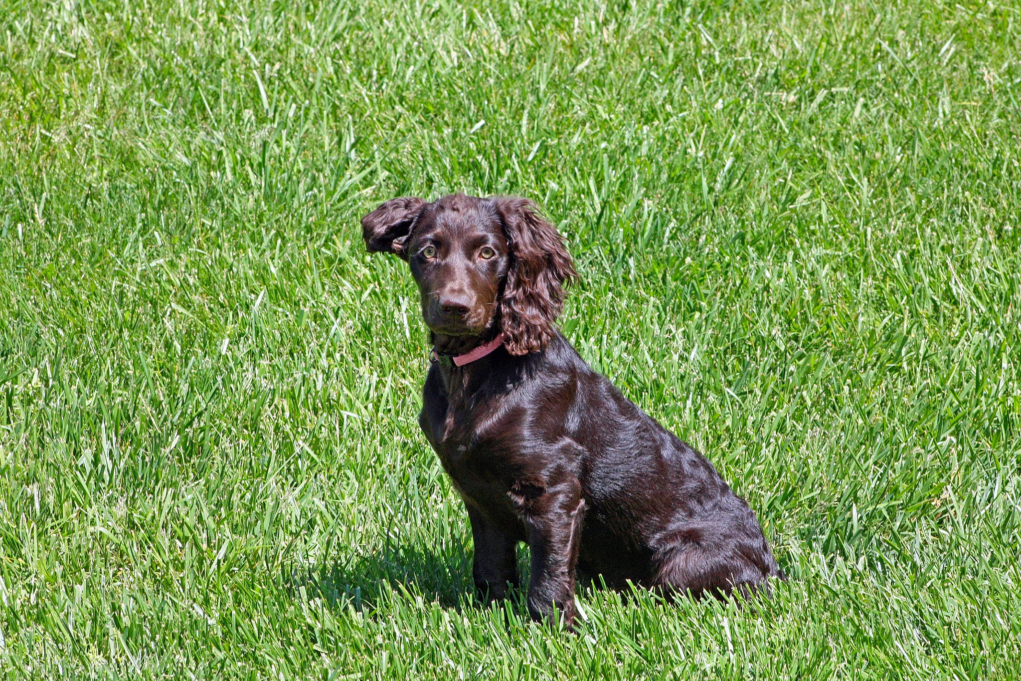 Bella Grace joined the competition — help win amazing prizes! borador, canidae, carnivore, companion_dog, dog, dog_breed, dog_collar, fur, grass, grassland, groundcover, gun_dog, hunting_dog, liver, plant, sporting_group, terrestrial_animal, working_animal