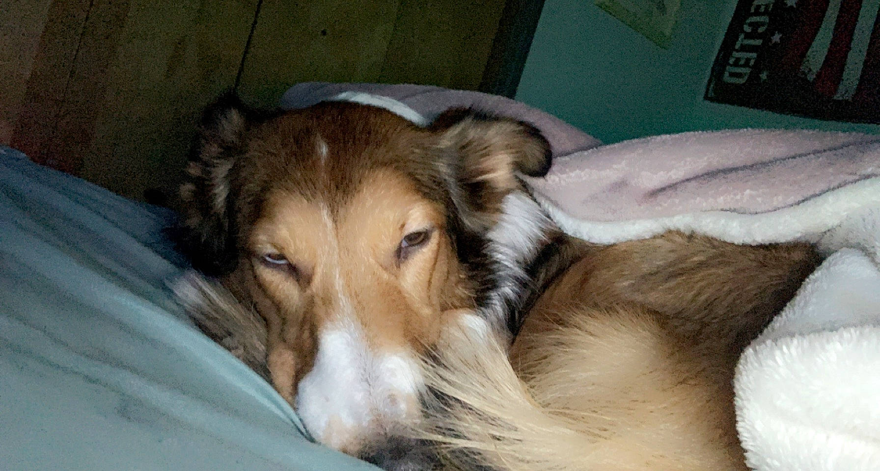 Mila joined the competition — help win amazing prizes! bored, canidae, carnivore, comfort, companion_dog, dog, dog_breed, ear, fawn, fur, nap, rough_collie, snout, sporting_group, terrestrial_animal, whiskers, working_animal, working_dog