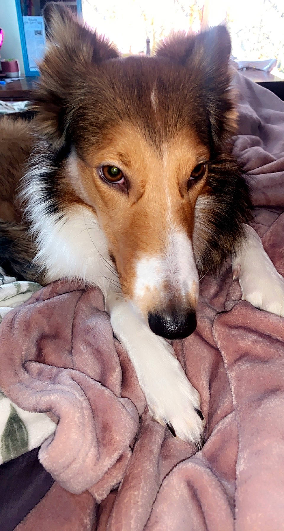 Mila is registered to the contest to win money with this photo: canidae, canis, carnivore, comfort, companion_dog, dog, dog_breed, fur, herding_dog, photography, rough_collie, scotch_collie, shetland_sheepdog, snout, terrestrial_animal, whiskers, wildlife, working_dog