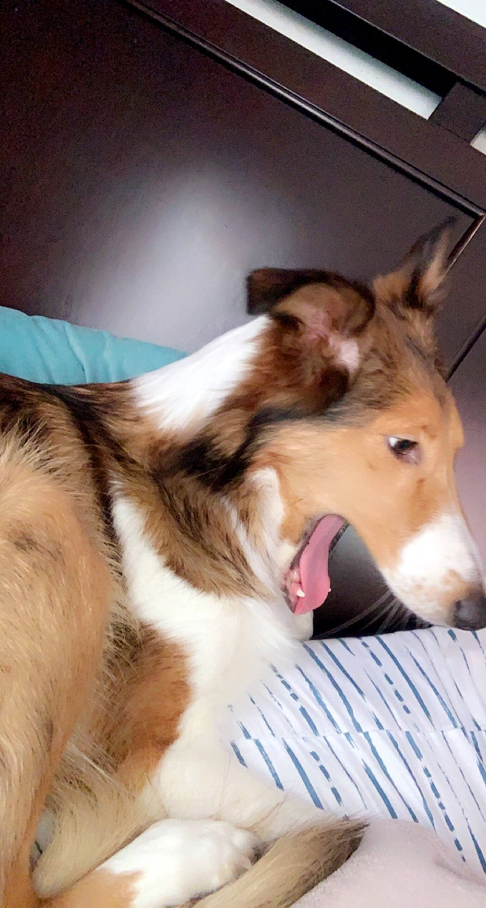 Mila is registered to the contest to win money with this photo: canidae, carnivore, collar, collie, companion_dog, dog, dog_breed, fawn, fur, herding_dog, paw, rough_collie, shetland_sheepdog, silken_windhound, snout, sporting_group, tail, terrestrial_animal, whiskers, working_animal