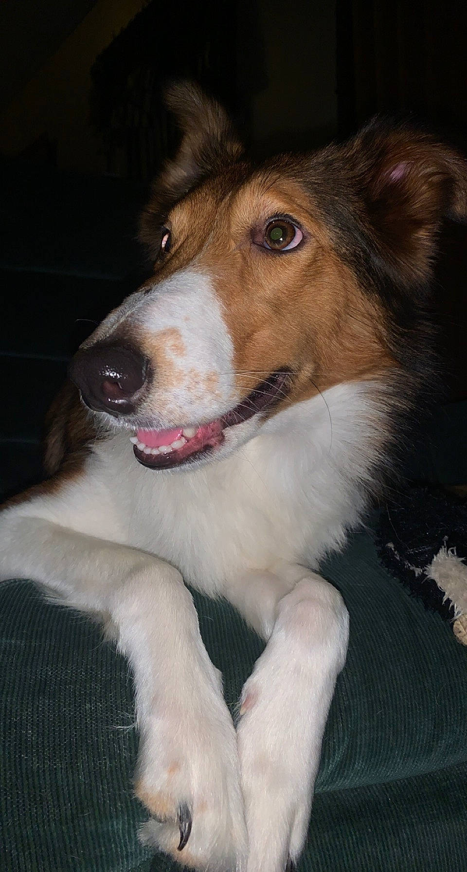 Mila joined the competition — help win amazing prizes! ancient_dog_breeds, australian_collie, canidae, carnivore, collar, companion_dog, dog, dog_breed, fur, herding_dog, jaw, plant, rough_collie, scotch_collie, snout, sporting_group, terrestrial_animal, whiskers, working_animal, working_dog