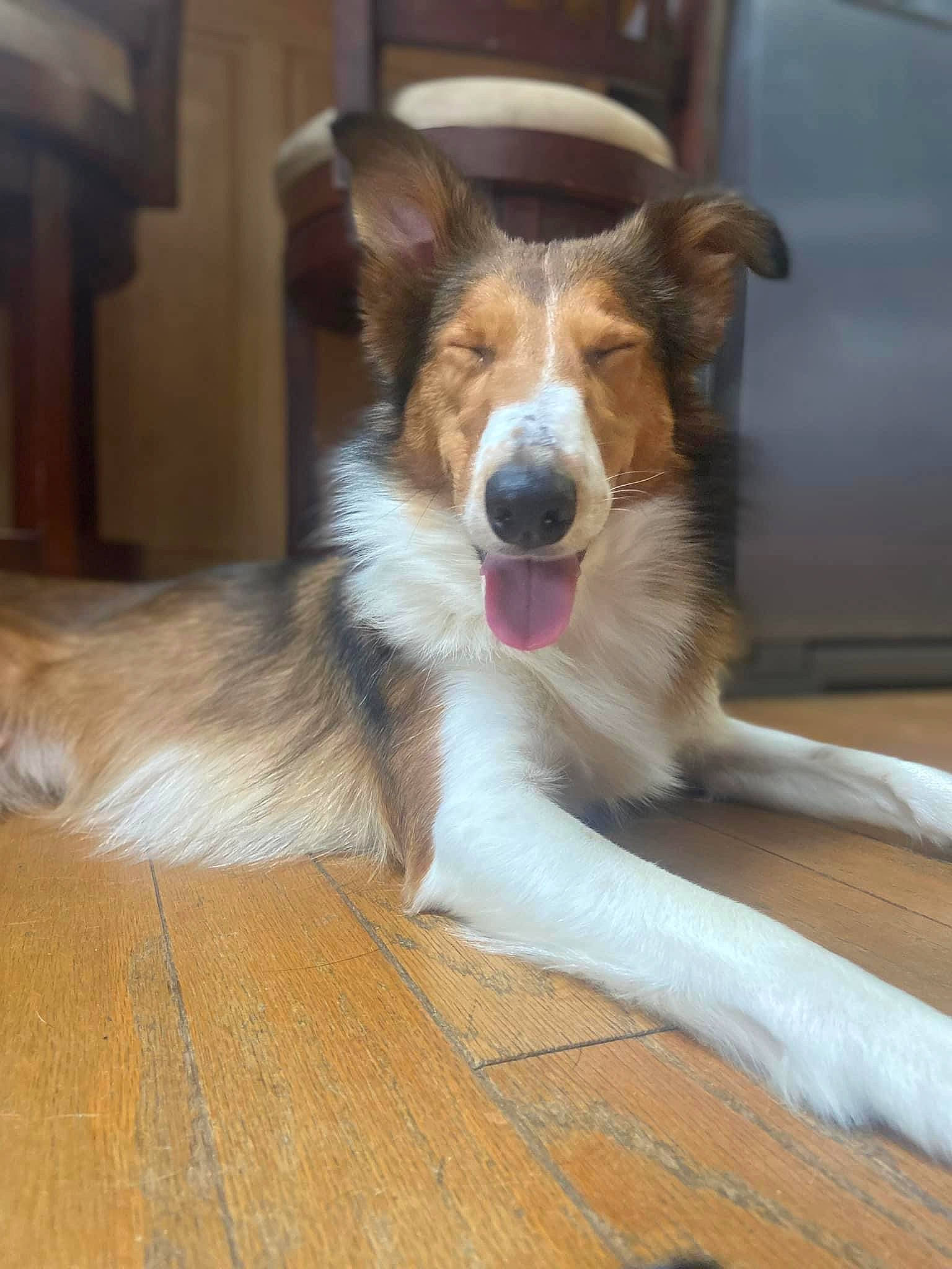 Mila joined the competition — help win amazing prizes! canidae, carnivore, companion_dog, dog, dog_breed, flooring, fur, hardwood, herding_dog, paw, snout, sporting_group, terrestrial_animal, whiskers, wood, working_dog