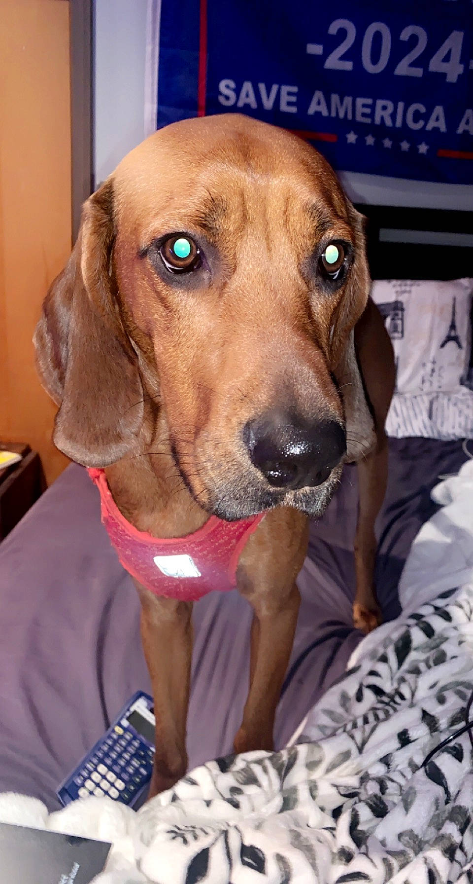 Trooper is registered to the contest to win money with this photo: canidae, carnivore, collar, companion_dog, dog, dog_breed, dog_collar, dog_supply, fawn, hound, hunting_dog, liver, pet_supply, snout, sporting_group, whiskers, working_animal