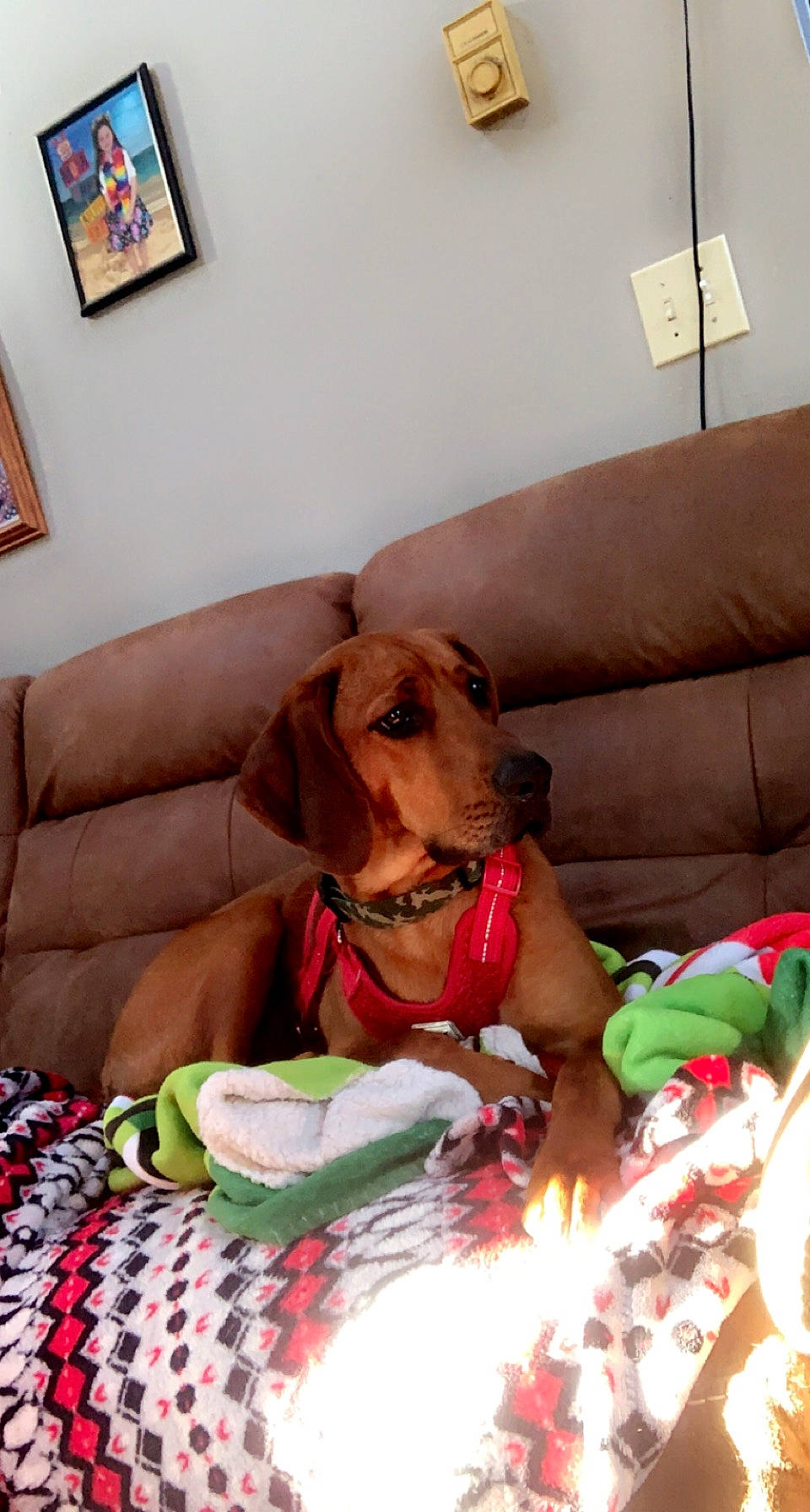 Trooper is registered to the contest to win money with this photo: canidae, carnivore, collar, comfort, companion_dog, couch, dog, dog_breed, dog_supply, event, fawn, linens, liver, pet_supply, picture_frame, pillow, room, snout, sporting_group, working_animal