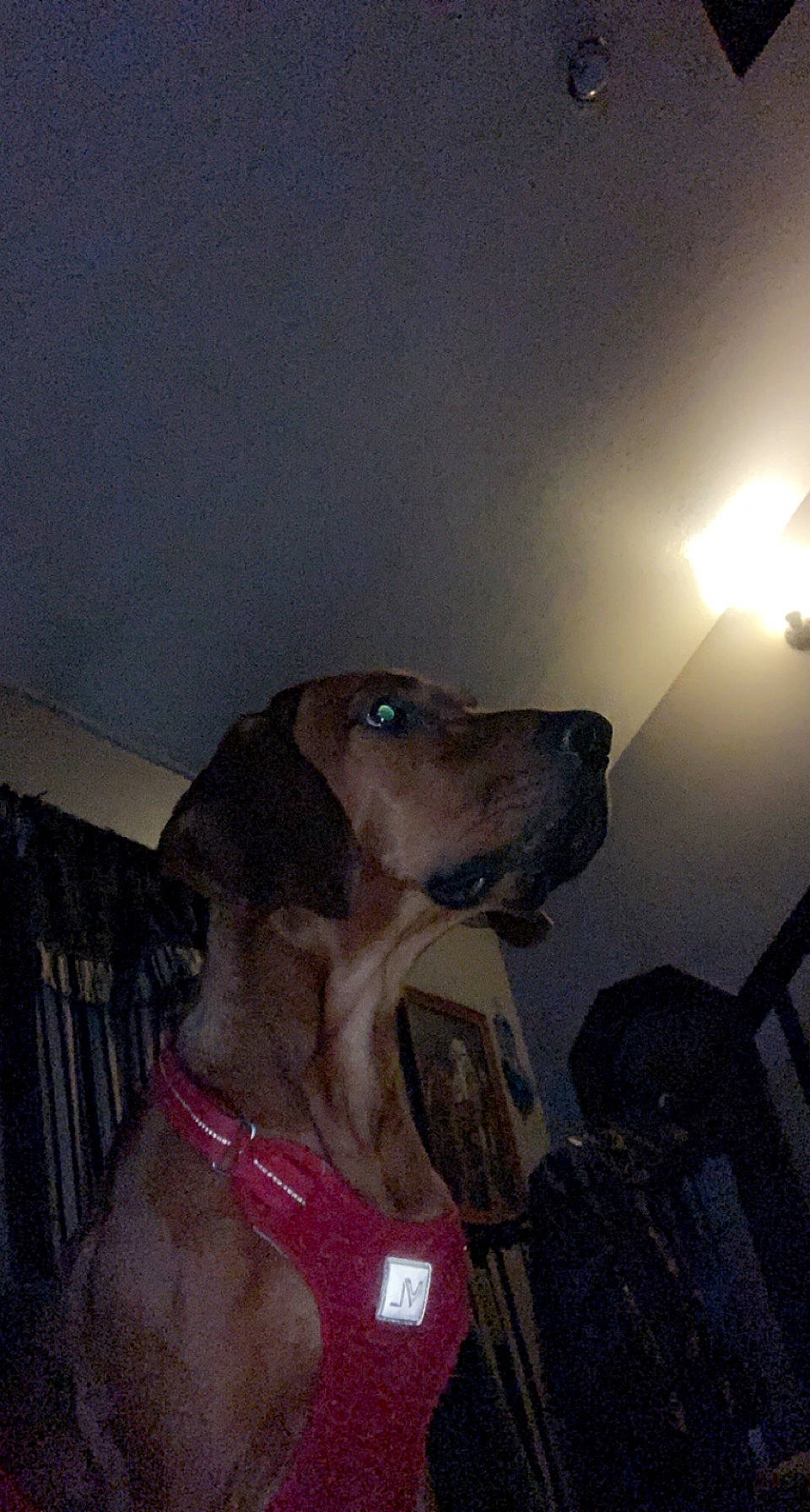 Trooper is registered to the contest to win money with this photo: canidae, carnivore, cloud, collar, companion_dog, dog, dog_breed, dog_collar, fawn, fur, guard_dog, leash, lens_flare, light_fixture, pet_supply, retriever, snout, sporting_group, street_light, working_animal