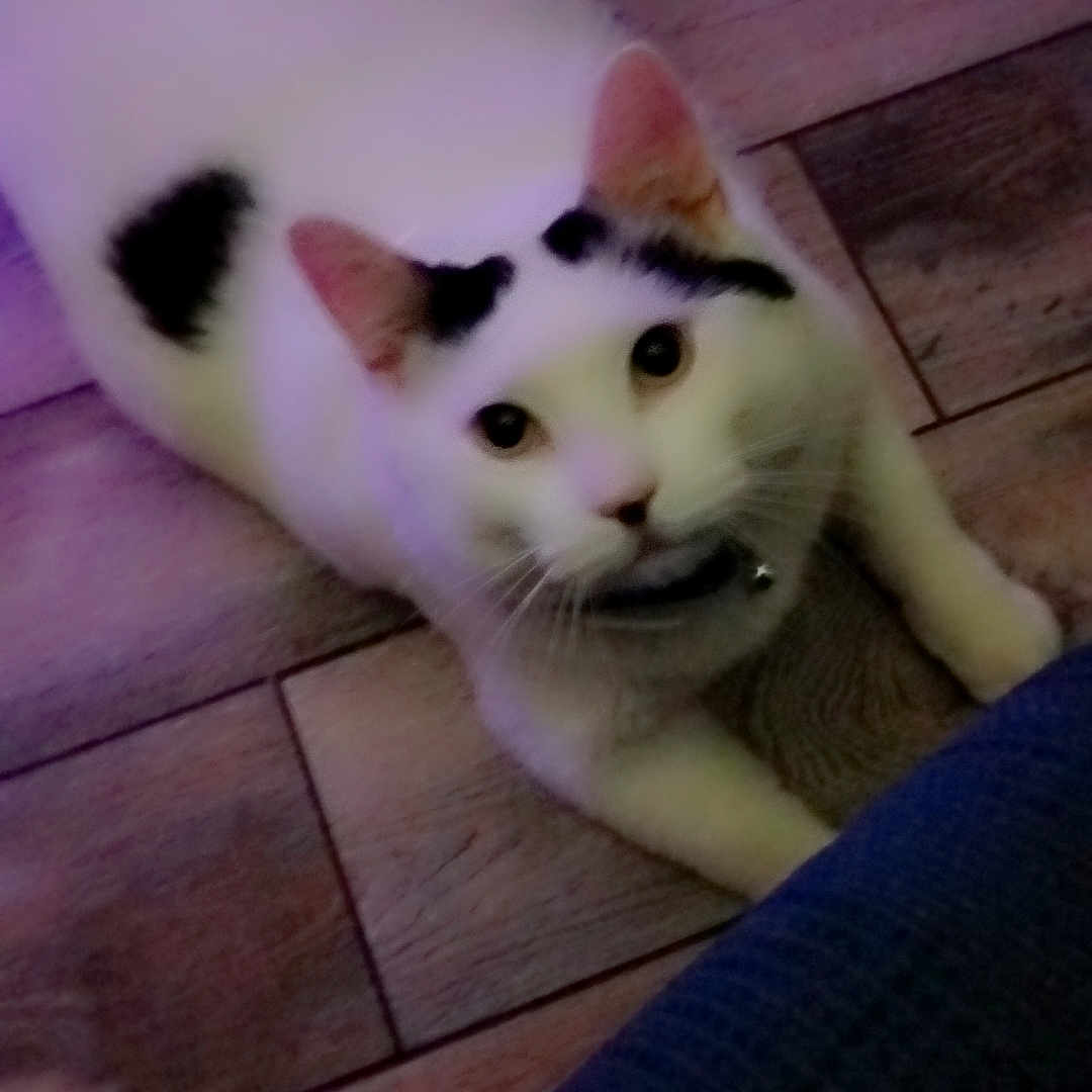 Oliver joined the competition — help win amazing prizes! animal, black_markings, cat, close_up, collar, curious, domestic_animal, ears, feline, floor, heart_shapes, indoor, looking_up, lying_down, pet, purple_lighting, soft_light, whiskers, white_cat, wooden_floor
