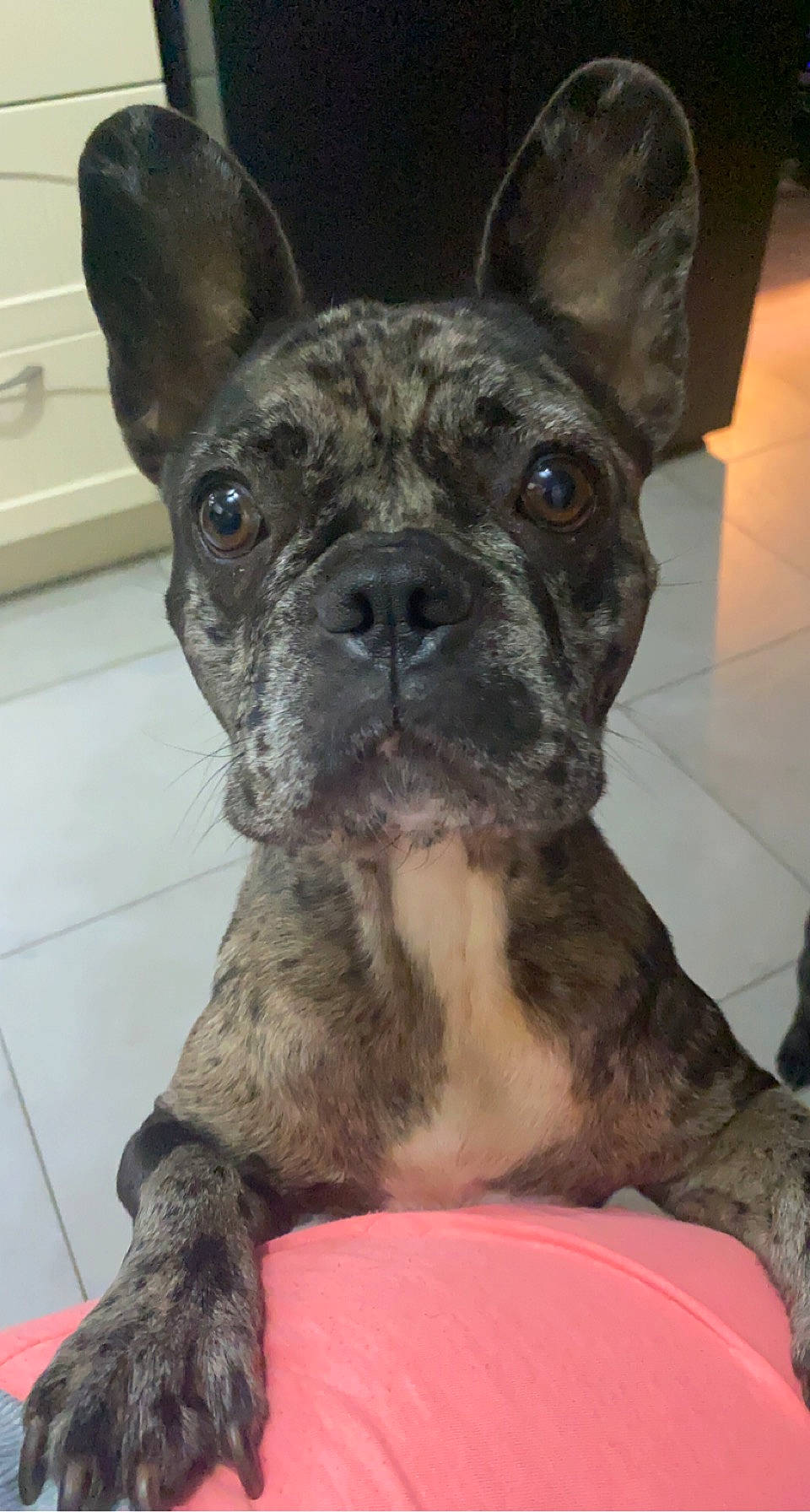 Prunelle a rejoint le concours — aidez-le/la à gagner de superbes lots ! ancient_dog_breeds, bulldog, canidae, carnivore, collar, companion_dog, dog, dog_breed, dog_collar, ear, fawn, non_sporting_group, snout, sporting_group, terrestrial_animal, whiskers, working_animal, working_dog, wrinkle