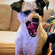 Victoire a rejoint le concours — aidez-le/la à gagner de superbes lots ! animal, background, brown, close_up, couch, cute, dog, ears, expression, fur, household, indoor, mouth_open, person_hand, pet, small_dog, teeth, tongue, white, yawning