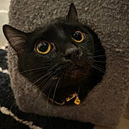 Pickle joined the competition — help win amazing prizes! black_cat, cat, yellow_eyes, whiskers, cat_tree, fuzzy_texture, indoor, pet, curious, collar, bell, close_up, animal, feline, face, looking_up, cozy, home, fur, cute