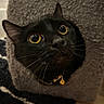 black_cat, cat, yellow_eyes, whiskers, cat_tree, fuzzy_texture, indoor, pet, curious, collar, bell, close_up, animal, feline, face, looking_up, cozy, home, fur, cute