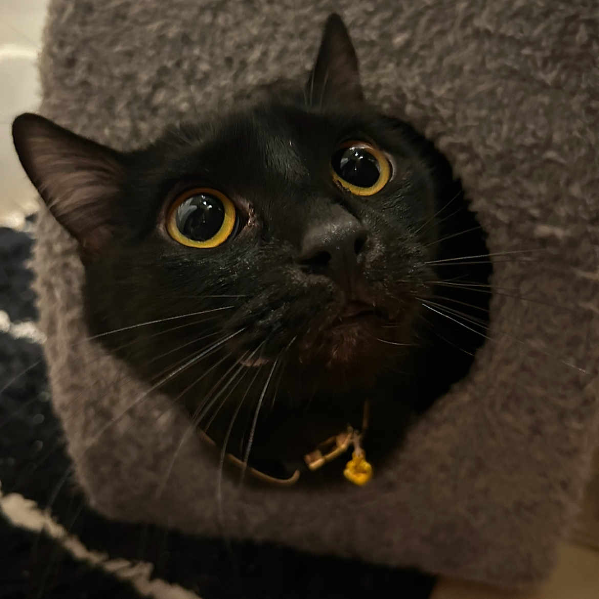 Pickle