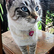 Pretty Boy joined the competition — help win amazing prizes! cat, blue_eyes, pink_tag, wooden_table, curious, close_up, feline, whiskers, ears, outdoor, nature, pet, animal, striped, fur, paws, collar, domestic_cat, portrait, looking_away
