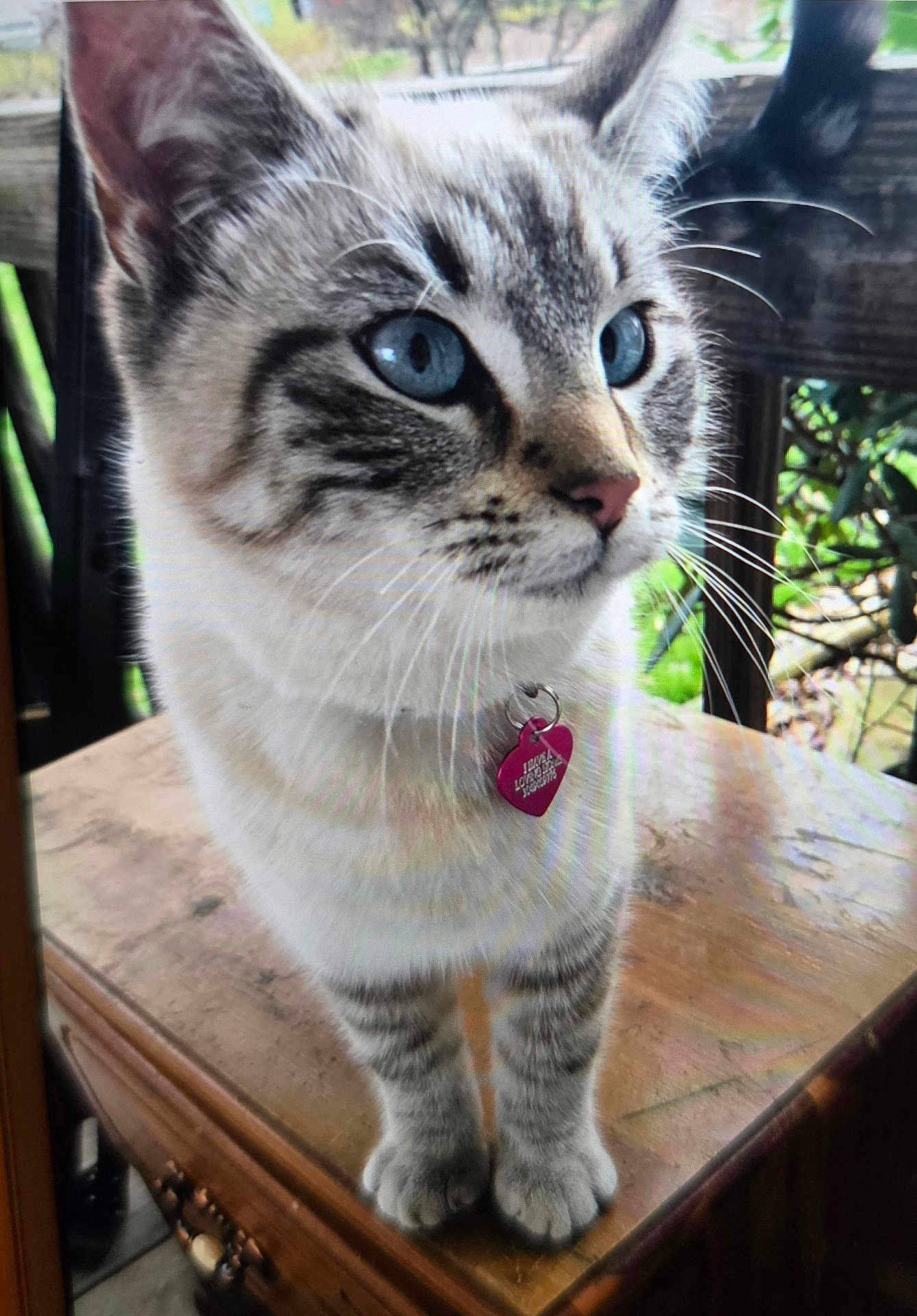 Pretty Boy joined the competition — help win amazing prizes! cat, blue_eyes, pink_tag, wooden_table, curious, close_up, feline, whiskers, ears, outdoor, nature, pet, animal, striped, fur, paws, collar, domestic_cat, portrait, looking_away