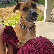 Elaine joined the competition — help win amazing prizes! dog, pet, yarn, knitting, porch, grass, fence, collar, outdoor, sunlight, leisure, home, animal, brown_dog, person, legs, craft, relaxation, daytime, residential
