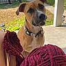 dog, pet, yarn, knitting, porch, grass, fence, collar, outdoor, sunlight, leisure, home, animal, brown_dog, person, legs, craft, relaxation, daytime, residential