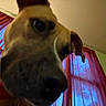 Elaine joined the competition — help win amazing prizes! dog, close_up, indoor, collar, curious, blurry, red_curtains, window, framed_pictures, wall, light, pet, animal, canine, face, snout, ears, home, furniture, room