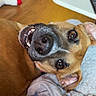 Elaine joined the competition — help win amazing prizes! dog, brown_dog, pet, lying_down, blanket, floor, indoor, playful, teeth, snout, ears, household, cozy, canine, animal, fur, closeup, relaxed, cute, companion