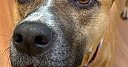 Elaine joined the competition — help win amazing prizes! dog, close_up, brown_eyes, black_nose, pet, canine, indoor, wooden_floor, collar, curious, muzzle, ears, whiskers, fur, animal, domestic_animal, looking_up, friendly, companion, portrait