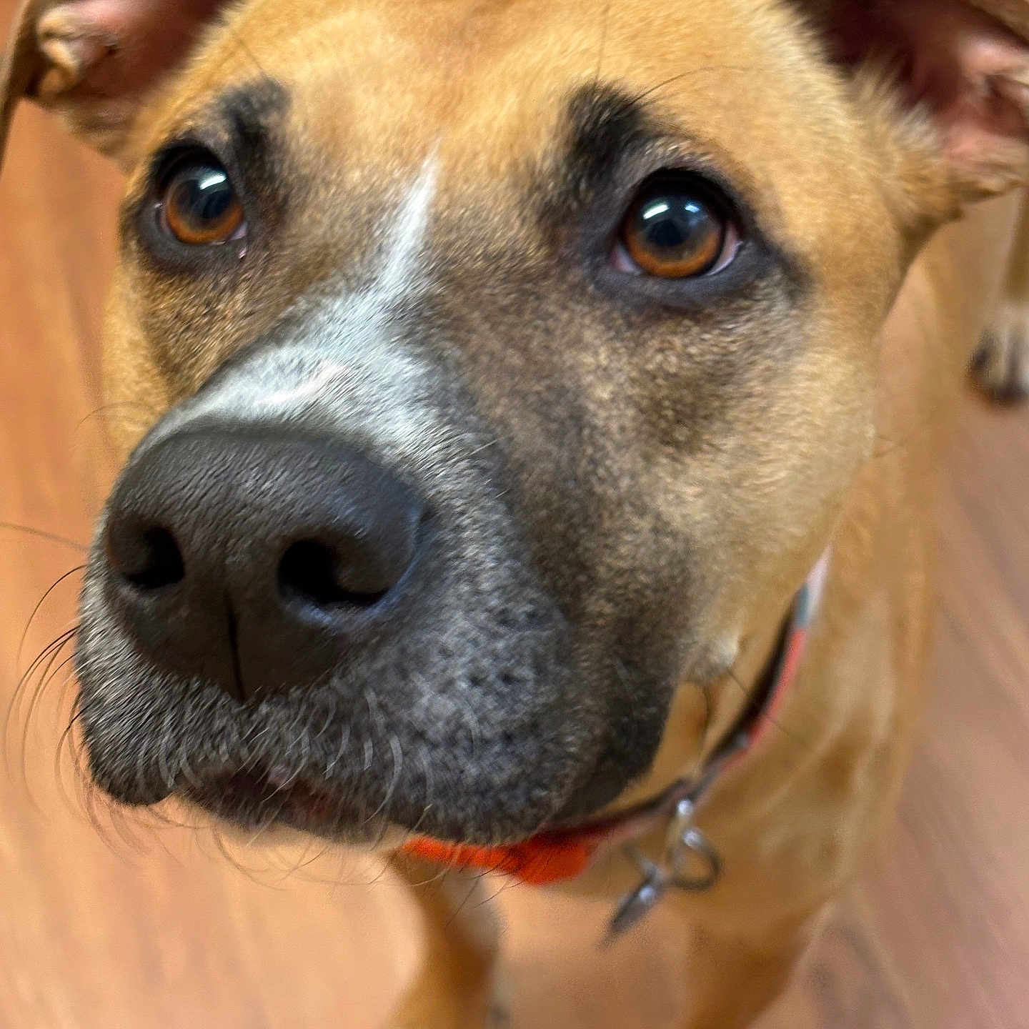 Elaine joined the competition — help win amazing prizes! dog, close_up, brown_eyes, black_nose, pet, canine, indoor, wooden_floor, collar, curious, muzzle, ears, whiskers, fur, animal, domestic_animal, looking_up, friendly, companion, portrait