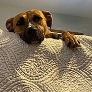 Elaine is registered to the contest to win money with this photo: animal, brown_dog, calm, canine, close-up, comfort, cozy, dog, expression, furniture, head, home, indoor, patterned, paw, pet, portrait, quilt, relaxed, resting