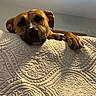dog, resting, quilt, patterned, indoor, paw, head, brown_dog, calm, pet, animal, cozy, comfort, portrait, furniture, relaxed, close-up, expression, home, canine