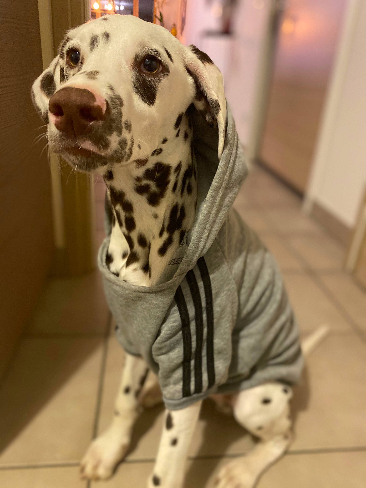 Ryo participe au concours pour gagner de l'argent avec cette photo : canidae, carnivore, companion_dog, dalmatian, dog, dog_breed, dog_clothes, fawn, flooring, fur, military_camouflage, non_sporting_group, pattern, sleeve, snout, sporting_group, terrestrial_animal, whiskers, wood, working_animal