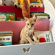 Ariel participe au concours pour gagner de l'argent avec cette photo : kitten, cat, bookshelf, books, children_books, plush_toys, orange_cat, indoor, curious, pet, feline, reading, toy, white_furniture, pink_furniture, floor, playful, young_cat, animal, cute