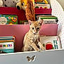 kitten, cat, bookshelf, books, children_books, plush_toys, orange_cat, indoor, curious, pet, feline, reading, toy, white_furniture, pink_furniture, floor, playful, young_cat, animal, cute