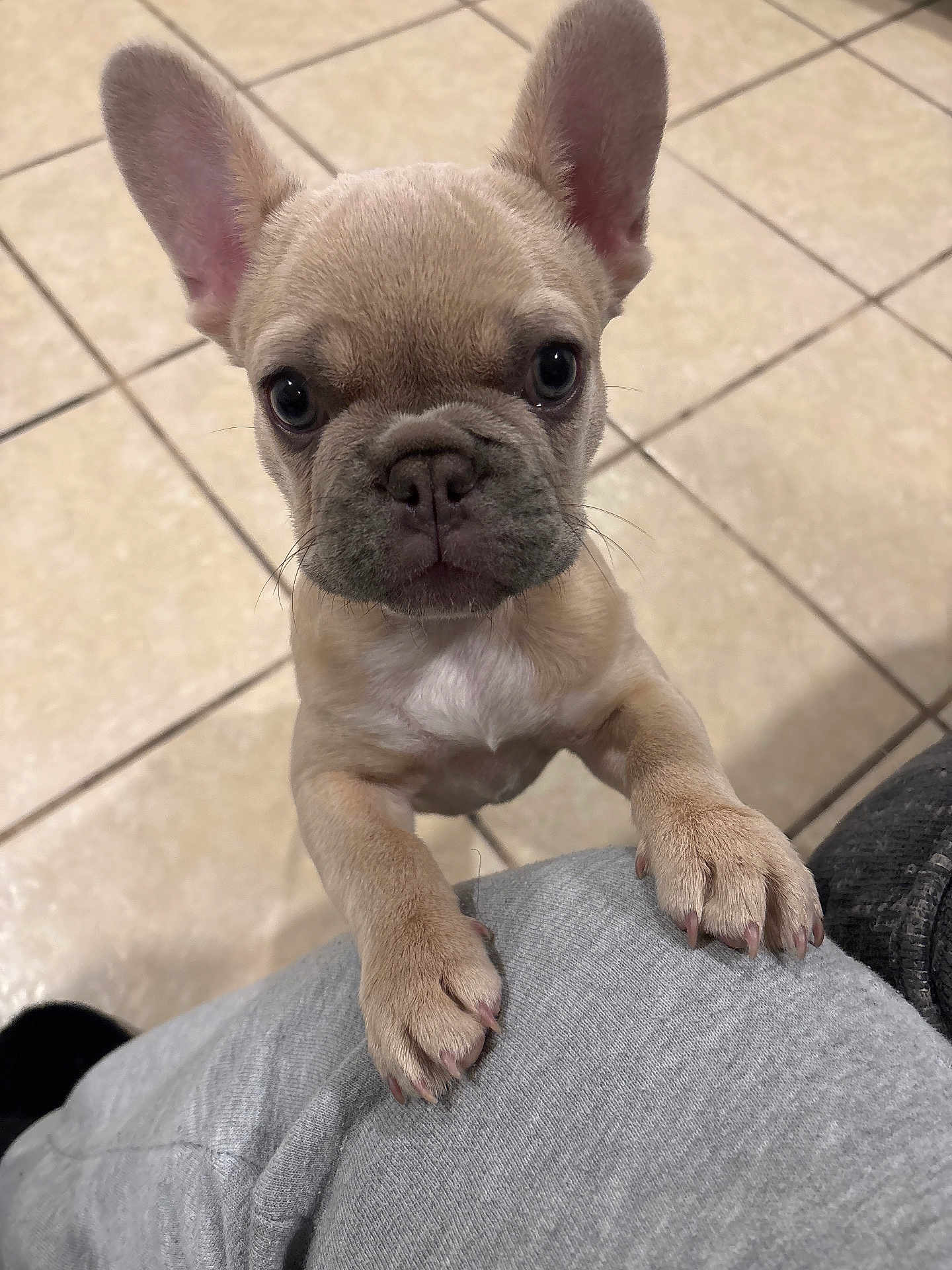 Roxy joined the competition — help win amazing prizes! dog, puppy, french_bulldog, tile_floor, paws, big_ears, eyes, nose, whiskers, looking_up, close_up, indoor, portrait, paws_on_lap, tiles, adorable, pet, tan_coat, small_breed, curious