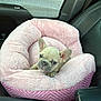 Roxy is registered to the contest to win money with this photo: dog, puppy, french_bulldog, pet, pink_bed, plush_bed, car_interior, car_seat, cute, small, ears, face, nose, paws, sitting, cozy, soft_texture, travel, seat_belt_area, adorable