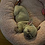 puppy, dog, french_bulldog, sleeping, nap, pet_bed, pink_bed, plush, cozy, toy, donut_bed, paws, ears, short_muzzle, young, indoor, wood_floor, calm, cute, small_breed